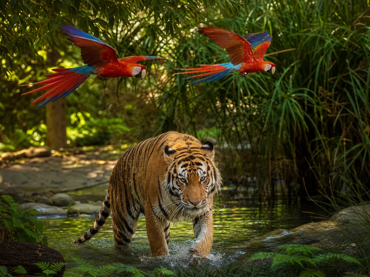 Bengal tiger walking through a tropical stream with macaws overhead